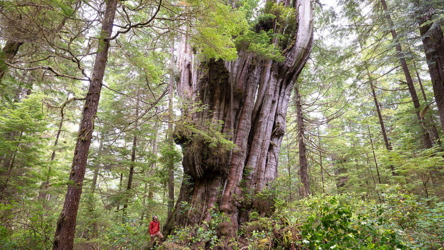 Image: A giant cedar found and photographed by T.J. Watt on Flores Island in British Columbia is at...