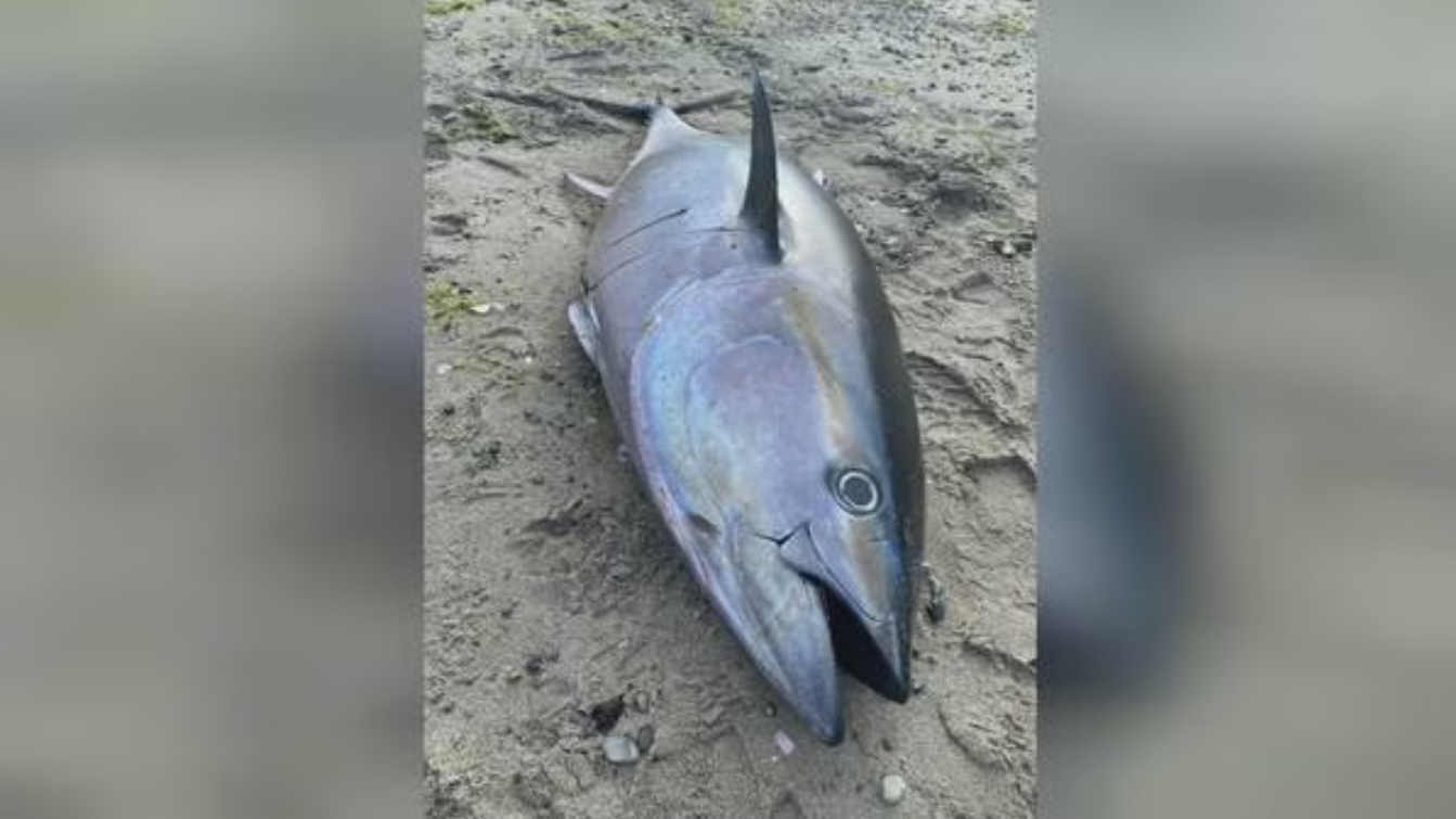 Bluefin tuna washes up far from home near B.C. Gulf Islands