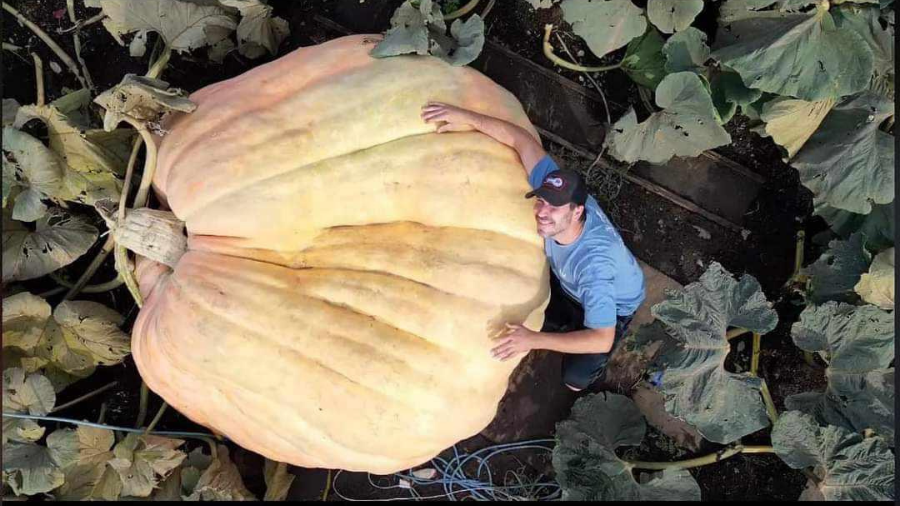 Image: Travis Gienger stands with the largest pumpkin ever recorded. The pumpkin weighed 2,749 poun...