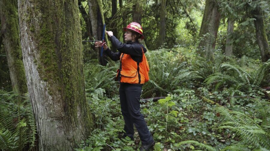 Christine Buhl, a forest health specialist for the Oregon Department of Forestry, uses an increment...