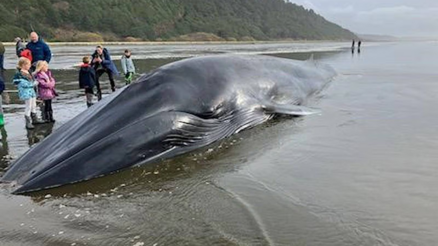 Image: A deceased fin whale washed ashore on Copalis Beach in November 2023....