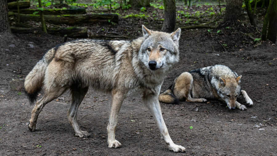 gray wolf endangered...