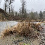 A slag heap of coal and other waste from the Cedar Mountain Mine, visible from Belmondo Reach Natural Area. (Feliks Banel/KIRO Newsradio)