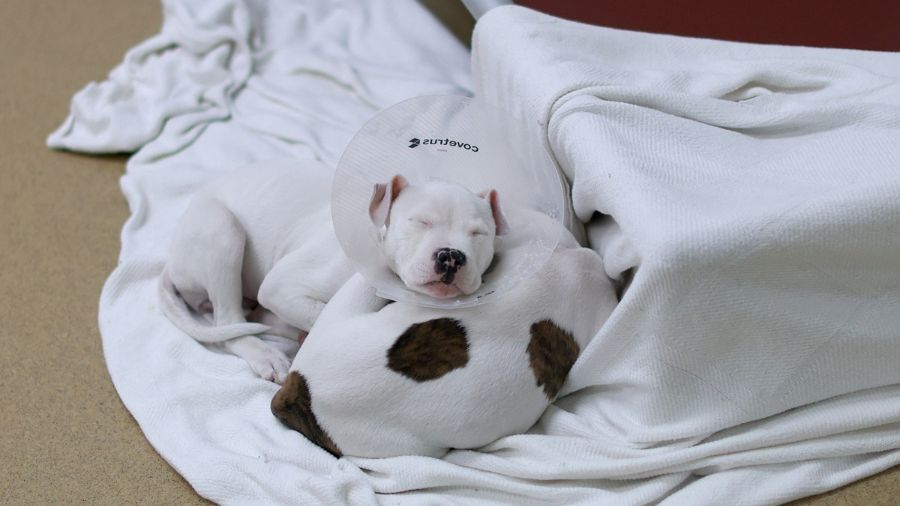 Two dogs that are up for adoption sleep together at the Humane Society. (Getty Images)...