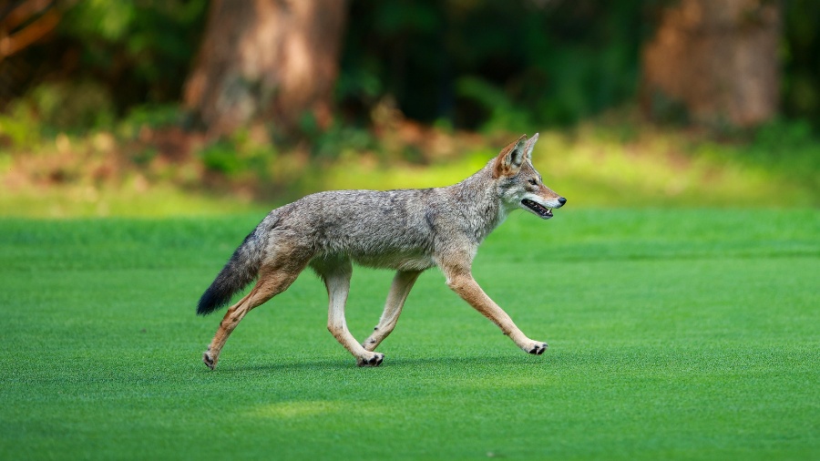 Image: A coyote runs on the fourth fairway during the CPKC Women's Open at Shaughnessy Golf and Cou...