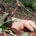 An elk was spotted with a tire stuck on its antler in late January 2024.