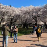 Photo: Cherry trees in full bloom in the quad at the University of Washington on March 19, 2024. 