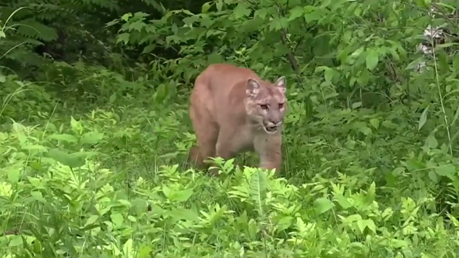 Image: A cougar walks through an area with high grass....