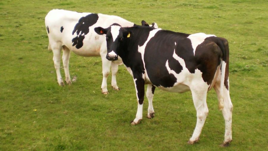 Photo: Scientists may soon be able to make insulin from cow's milk....