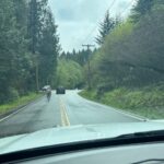 A zebra roams a two-lane road after escaping a trailer driving on eastbound I-90 near exit 32. (Photo courtesy of WSP Rick Johnson via X, formerly known as Twitter)