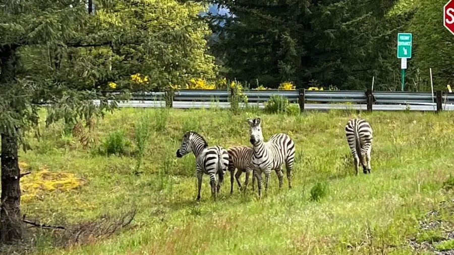 Four zebras are spotted alongside a road after escaping a trailer driving on eastbound I-90 near ex...