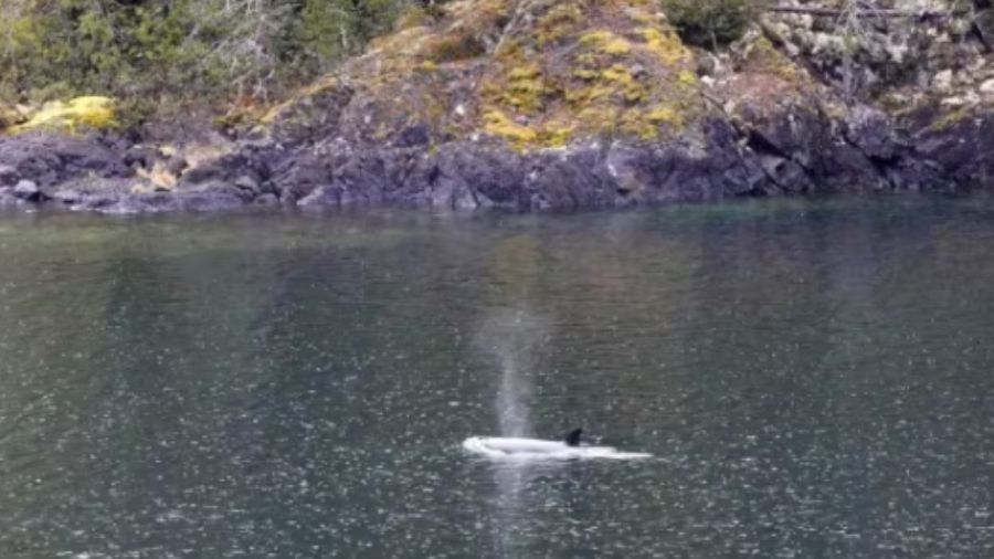 The orphaned killer whale calf in a lagoon near Zeballos, B.C. (Jared Towers, Ehattesaht First Nati...