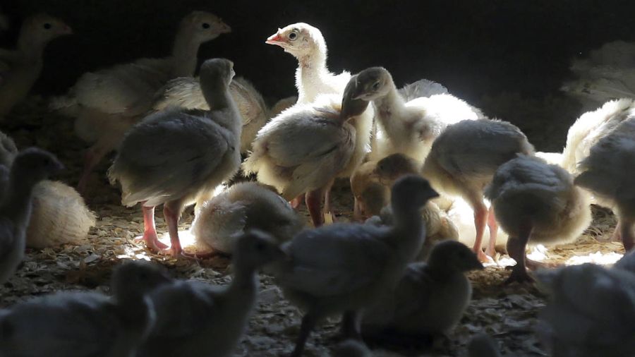 Photo: Turkeys stand in a barn on turkey farm near Manson, Iowa on Aug. 10, 2015....