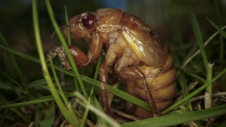 Photo: A periodical cicada nymph wiggles in the grass in Macon, Ga., on Thursday, March 28, 2024, a...