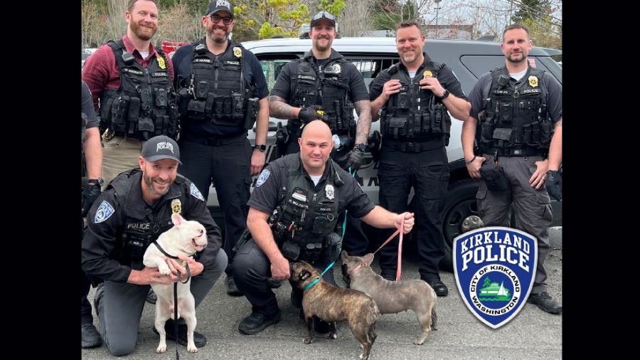 Photo: Kirkland police returned three stolen French bulldogs to their owner....