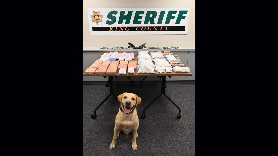 Photo: K9 Quinn helped Shoreline officers and King County deputies conduct a major drug bust....