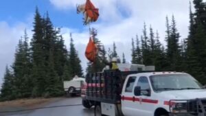 Photo: A total of 381 mountain goats were captured in the Peninsula, 325 were released in the North Cascades, 16 were taken to local zoos, while the remaining ones died.