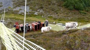 Photo: The goats were initially placed in the Peninsula to increase hunting opportunities in the area, however, the population of the non-native animals began skyrocketing.