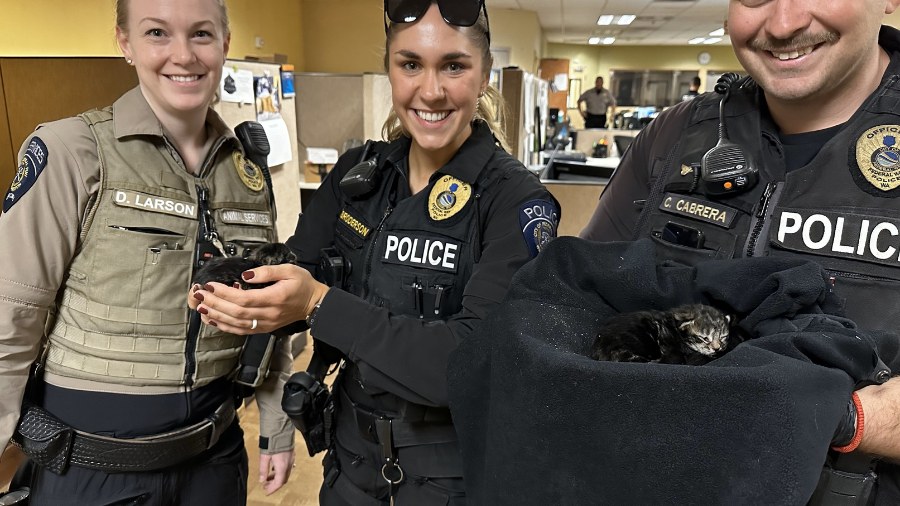 Image: Federal Way police officers rescued kittens in May 2024. (Photo courtesy of the Federal Way ...