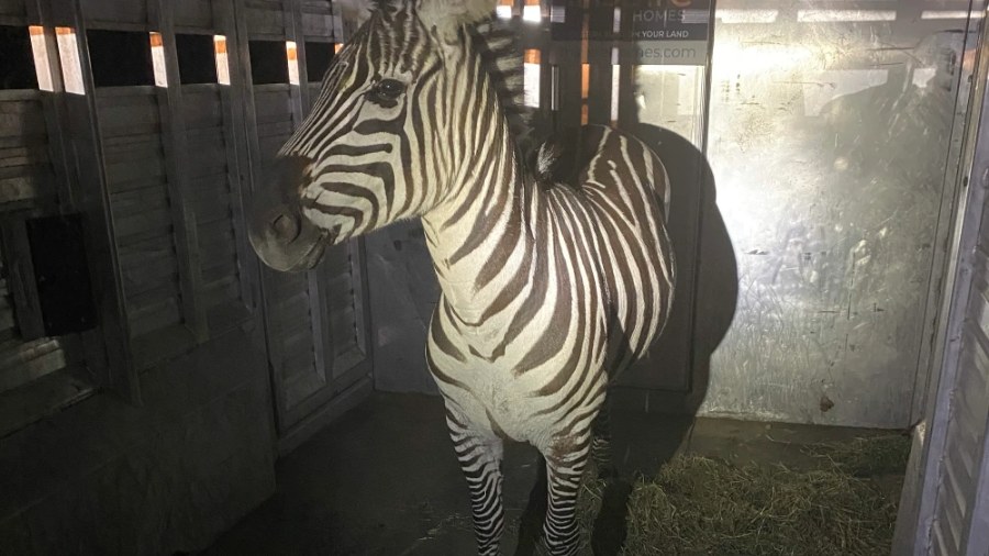 Image: The last of four zebras that escaped on Sunday, April 28 near North Bend was safely captured...