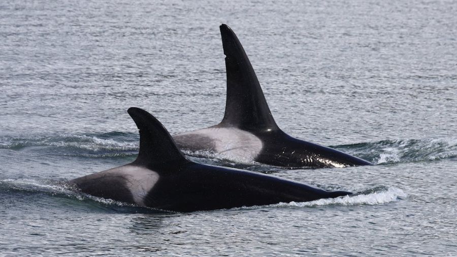 Photo: In recent years, one of the most interesting families for whale watching is the West Coast B...