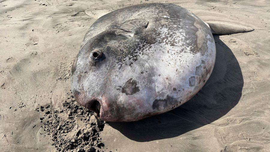 Image:This image provided by Seaside Aquarium shows a hoodwinker sunfish that washed ashore on Mond...