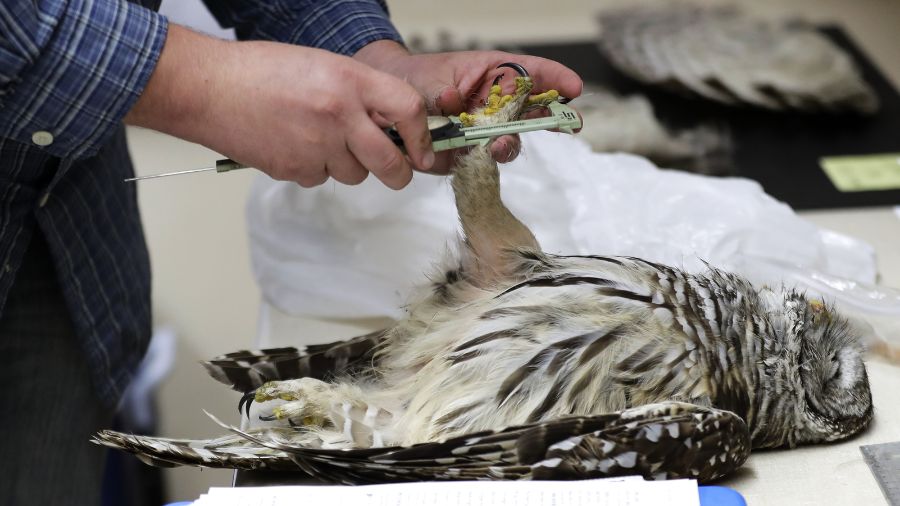 Photo: Wildlife technician Jordan Hazan records data from a male barred owl he shot earlier in the ...