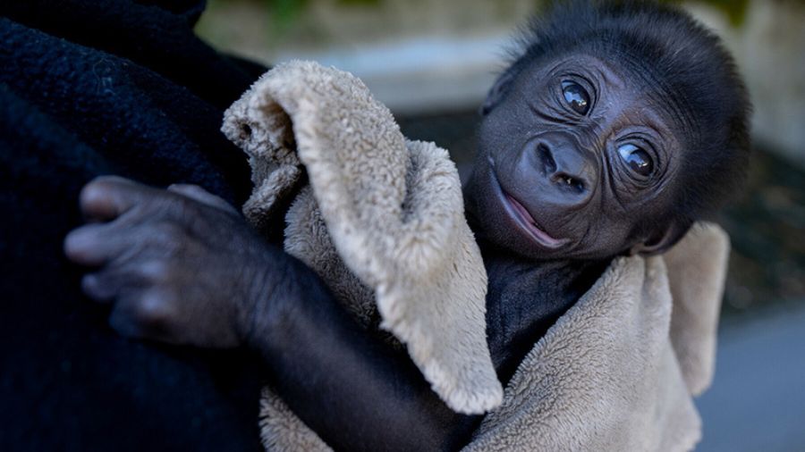 Mother at Woodland Park Zoo rejects baby gorilla and receives a scathing poem in return