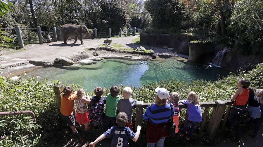 Woodland Park Zoo workers prepare to strike as they complain about low wages