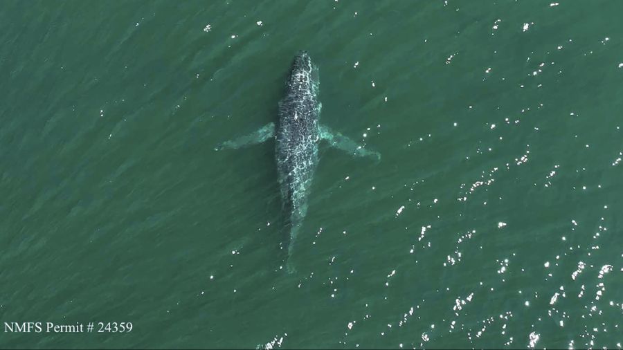 Photo: This aerial photo provided by The Whale Museum taken near an island off the coast of Washing...