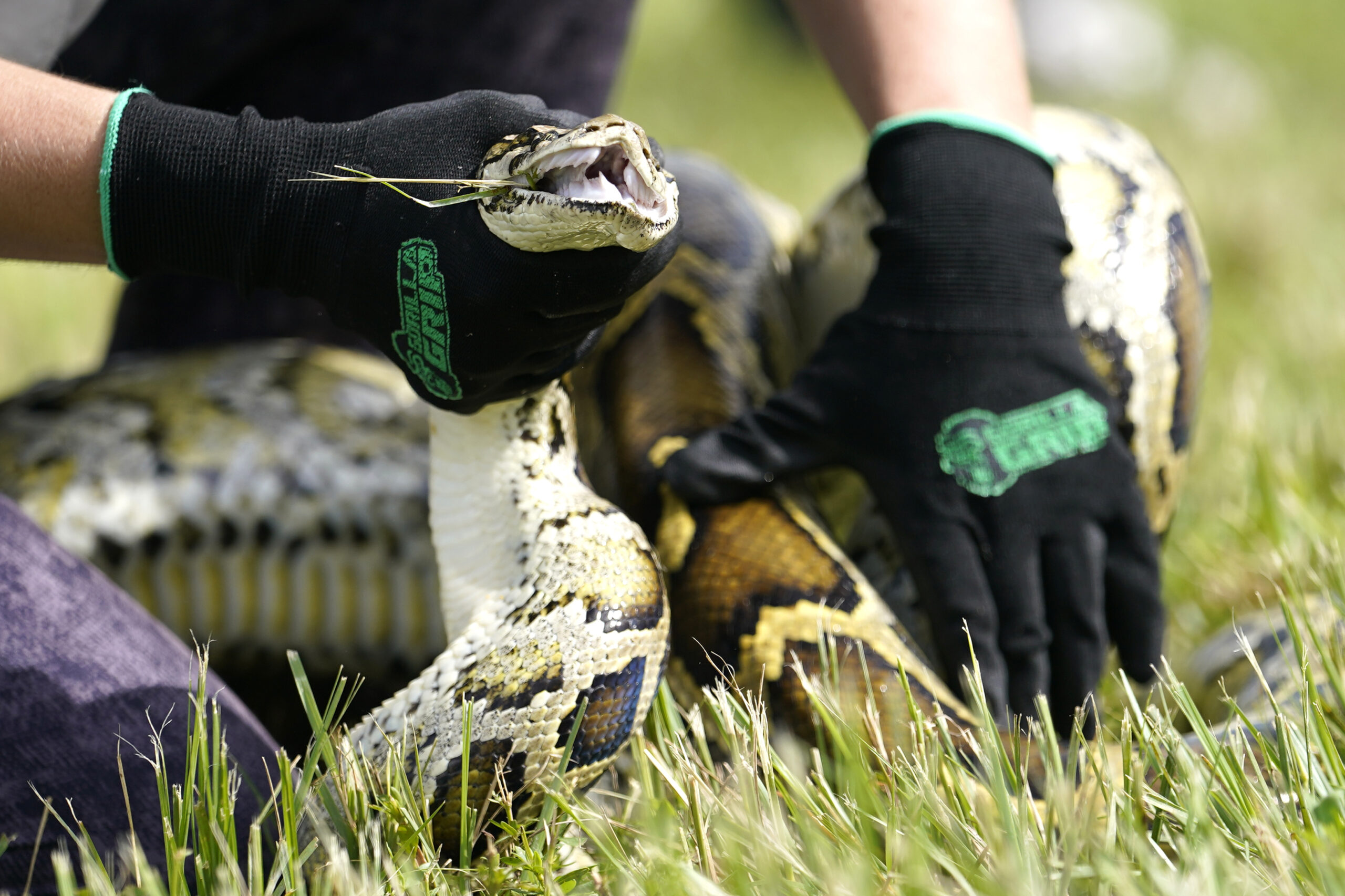 FILE - A Burmese python is held during a safe capture demonstration at a media event for the 2022 F...