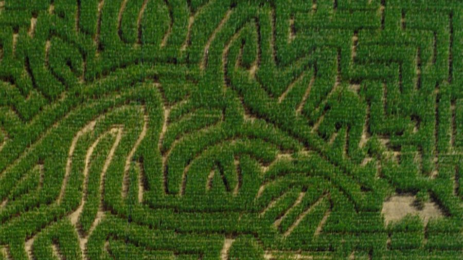 Don Franz corn maze...