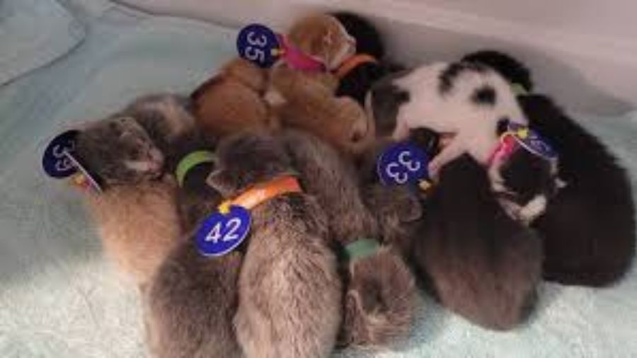 Some of the cats seized in Brinnon. (KIRO 7)...