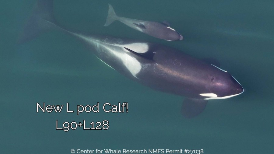 The Center for Whale Research (CWR) reported Monday, Sept. 16, 2024 that a new Southern Resident ki...