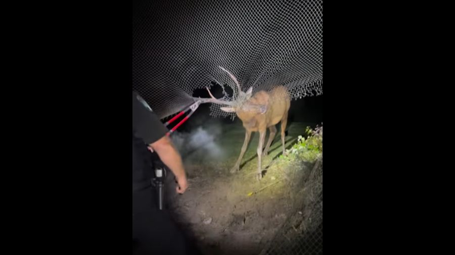 Photo: Snoqualmie Police Department officers were able to free a stuck elk....