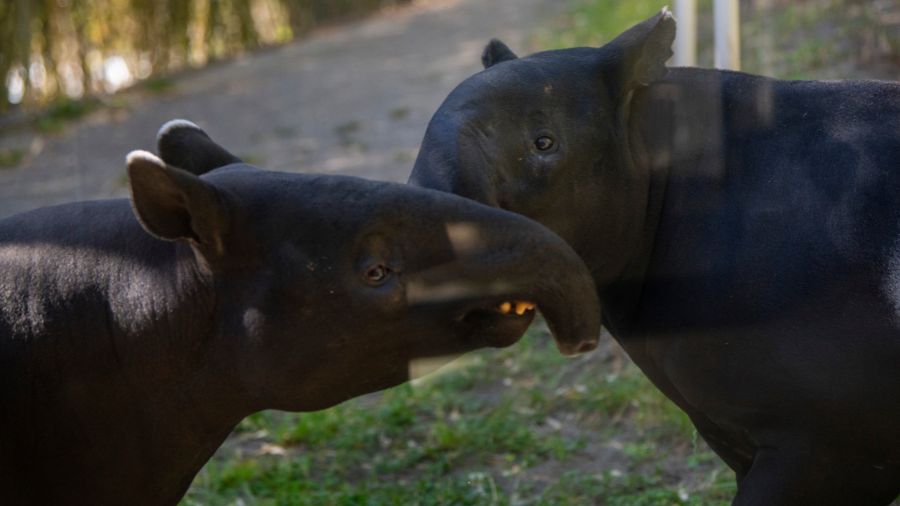 Photo: Tapirs Yuna and Baku at the Point Defiance Zoo....