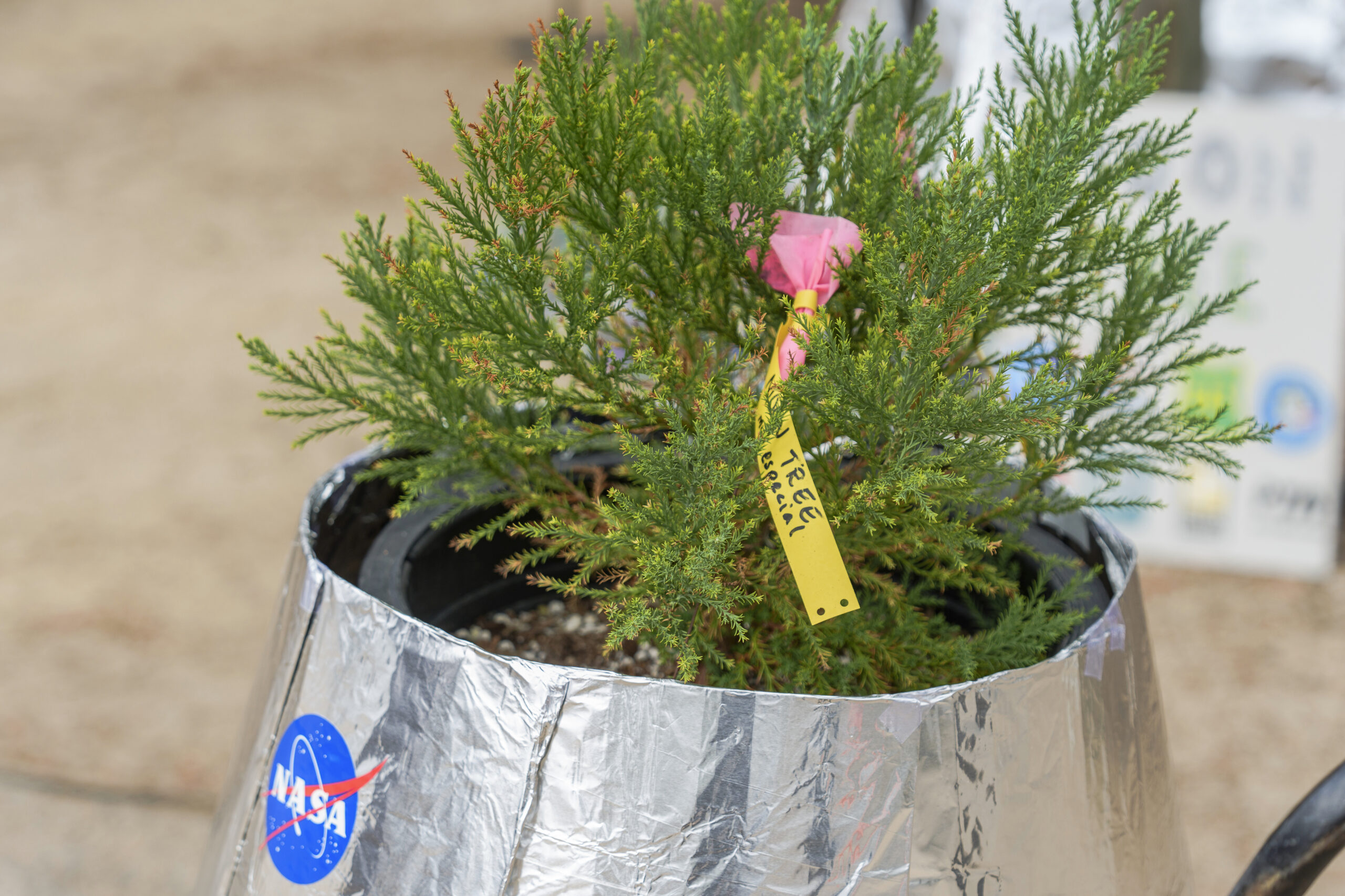 A small Giant Sequoia tree from NASA's Artemis I Mission's tree seeds that traveled around the moon...