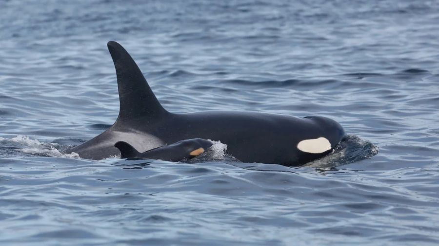 Photo: Southern Resident killer whales L128 and L83....