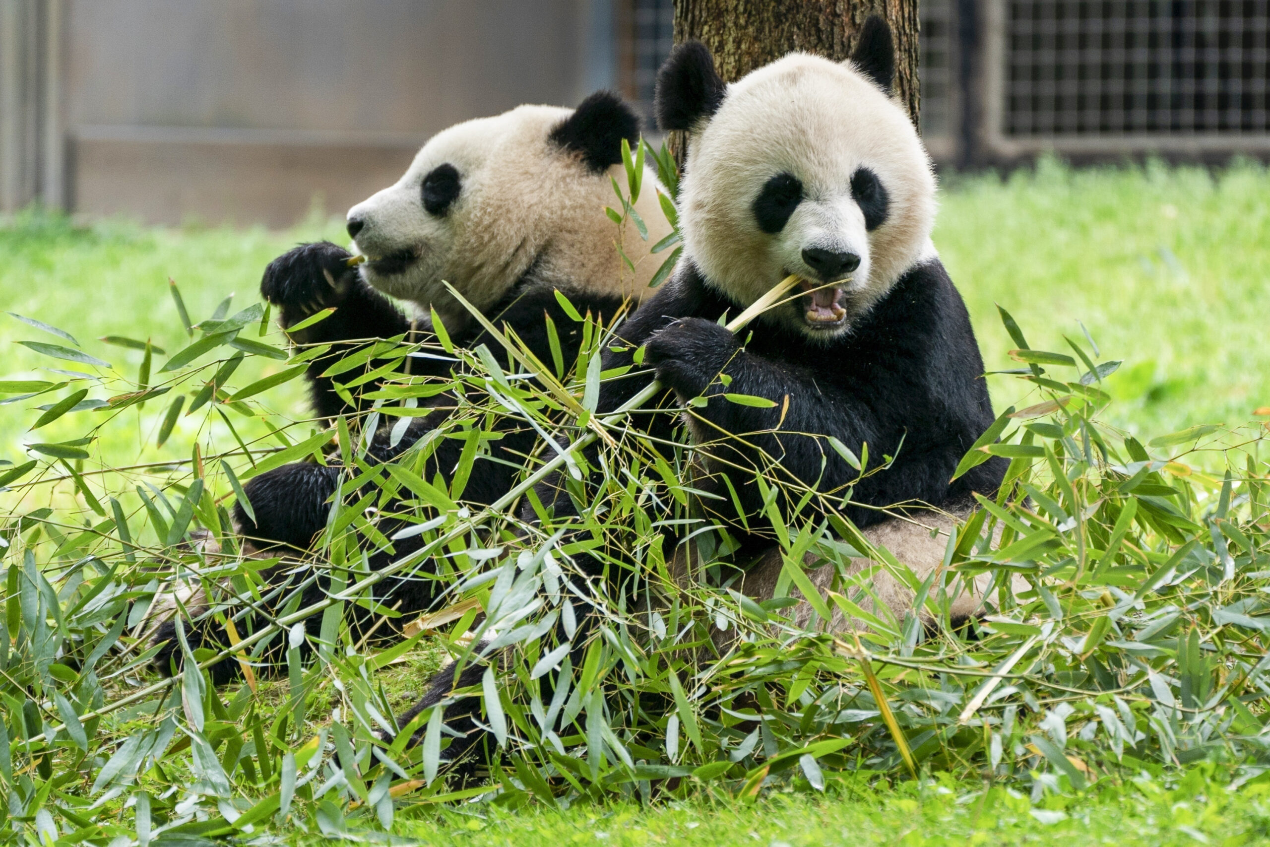 FILE - Giant pandas eat bamboo at the Smithsonian's National Zoo, May 4, 2022, in Washington. (AP P...