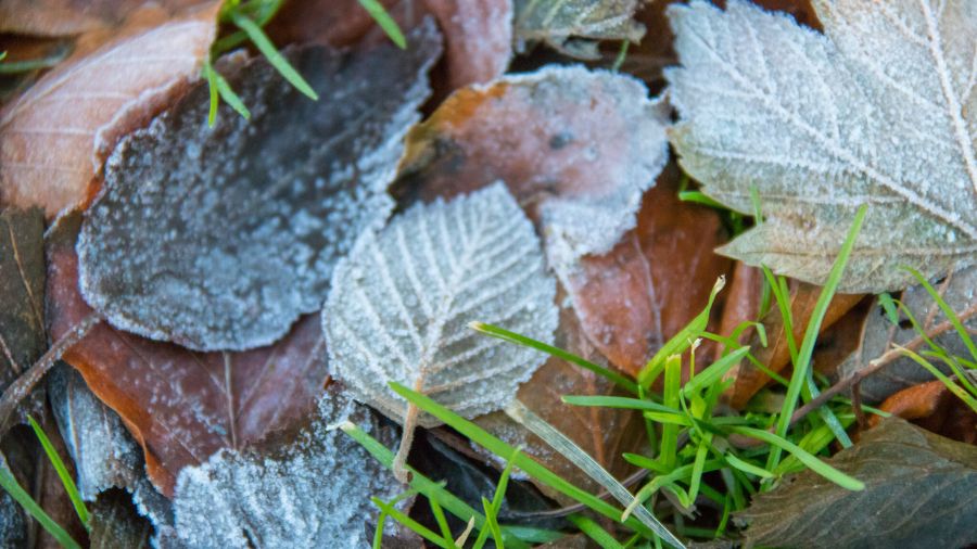 first frost...