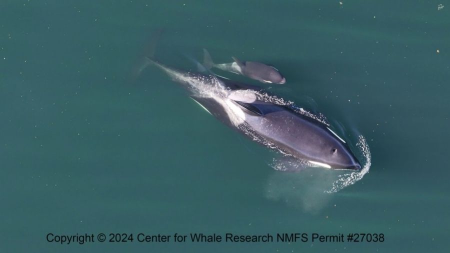 Photo: Southern Resident Killer whales L128 and L90....