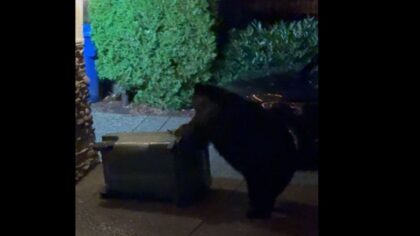 What should you do? Bear tussles with garbage can outside Sammamish home