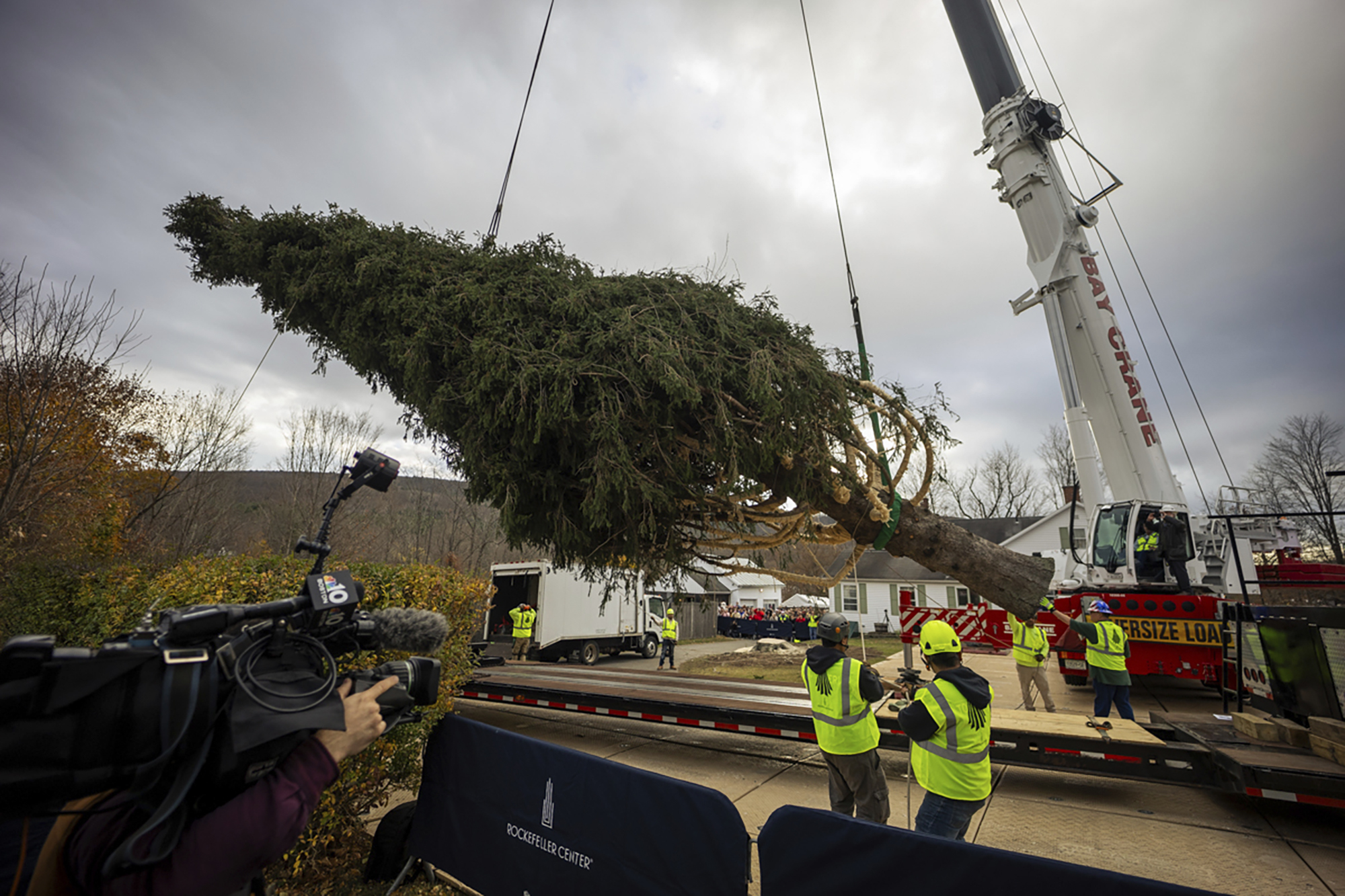 A Norway Spruce that will serve as this year's Rockefeller Center Christmas tree is placed on a fla...