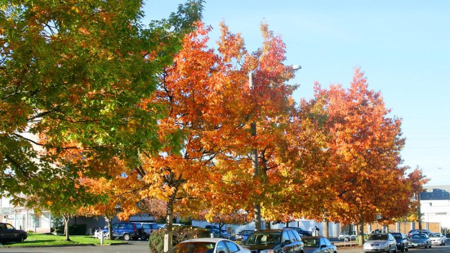 Photo: There are many fall activities in Western Washington....