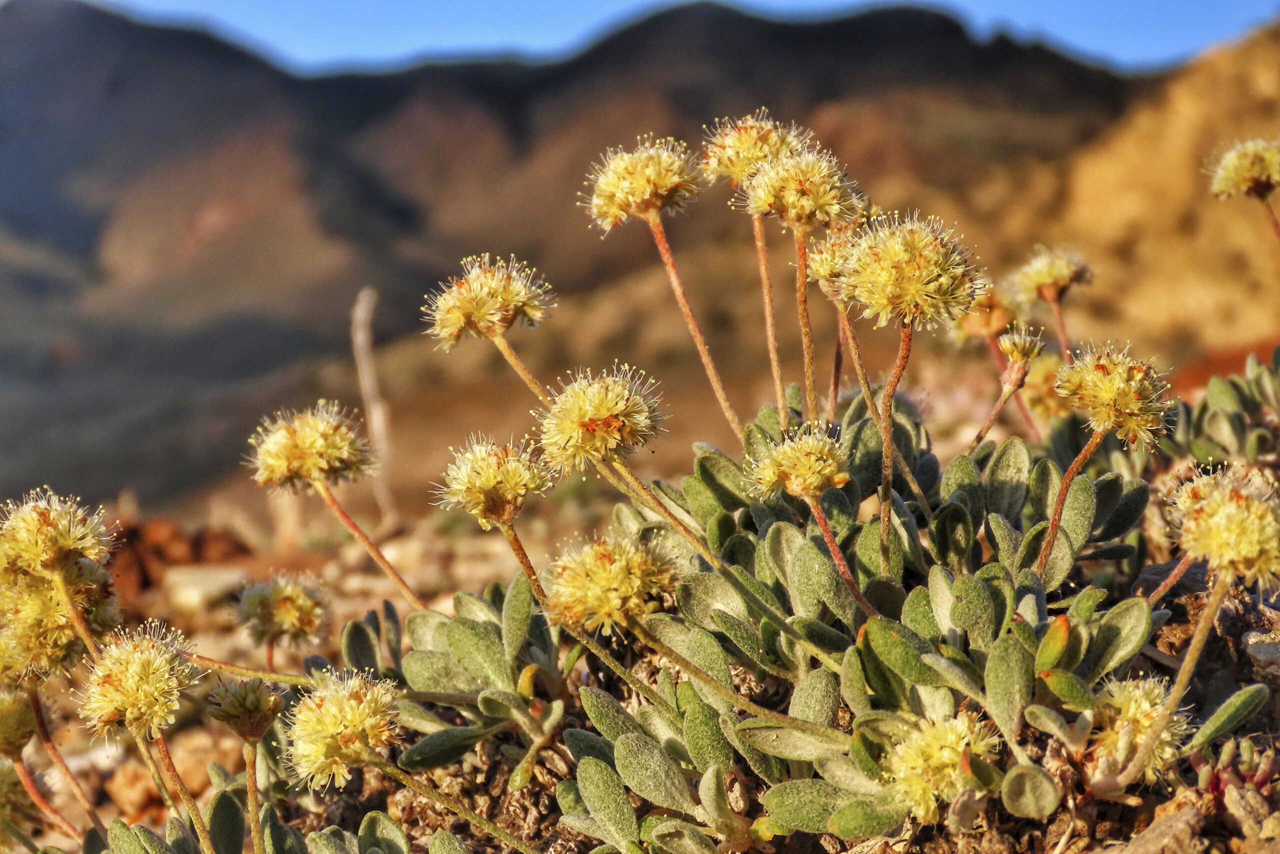 FILE - In this photo provided by the Center for Biological Diversity, Tiehm's buckwheat grows in th...