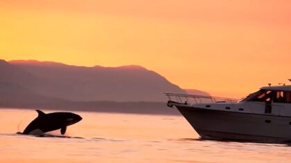 New law in effect to protect endangered Southern Resident orcas