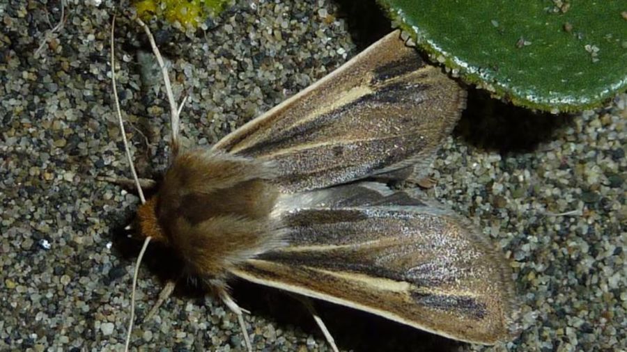 moth...