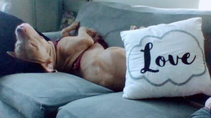 'Everybody loved him': Seattle dog owner devastated after pit bull fatally shot