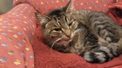 Seattle man caught in missing cat scam