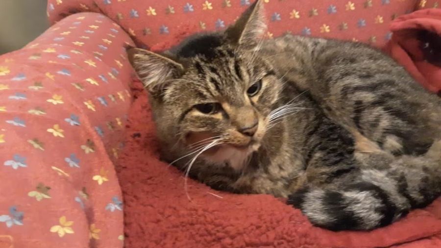missing cat scam...